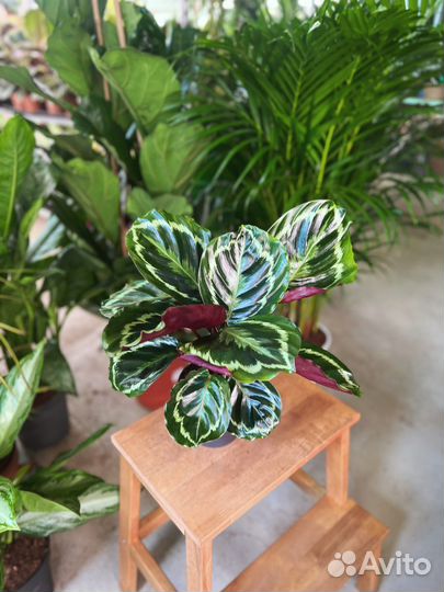 Калатея Медальон