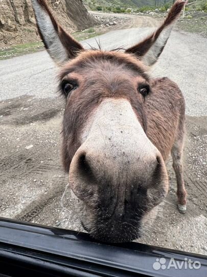 Дыхание каспия. 3х дневный молодёжный тур по Дагес