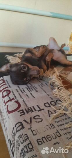 Мини той-терьер вязка