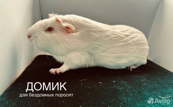 Морские свинки в добрые руки