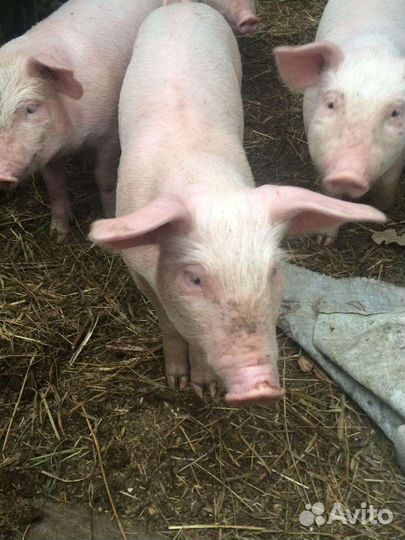 Поросята и свиньи обмен