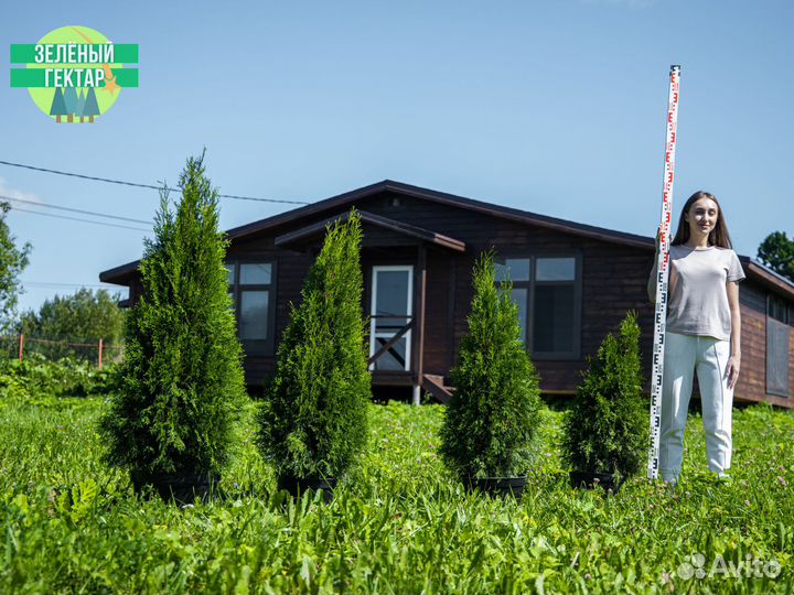 Туи смарагд 0,8 м свежая копка 2023