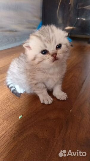 Шатланские вислоухие котята