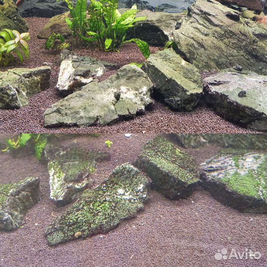 Теодоксус улитка