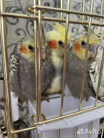 Птенцы кореллы