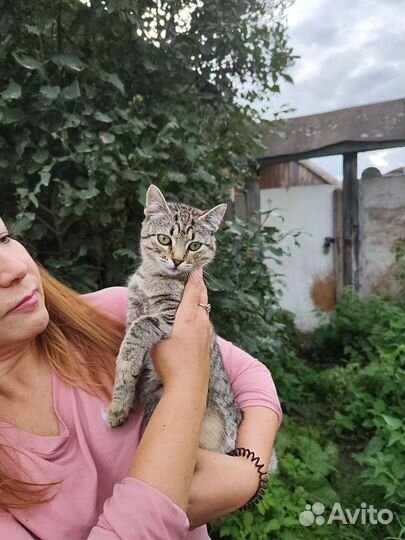 Котята в добрые руки бесплатно