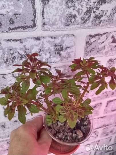 Комнатные цветы