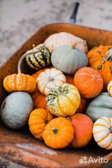 Тыква домашняя разных сортов