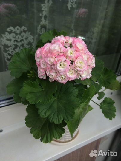 Пеларгония герань сортовая April Snow