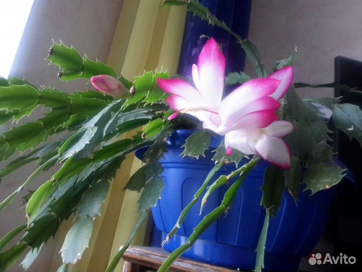 Кактус шлюмберга