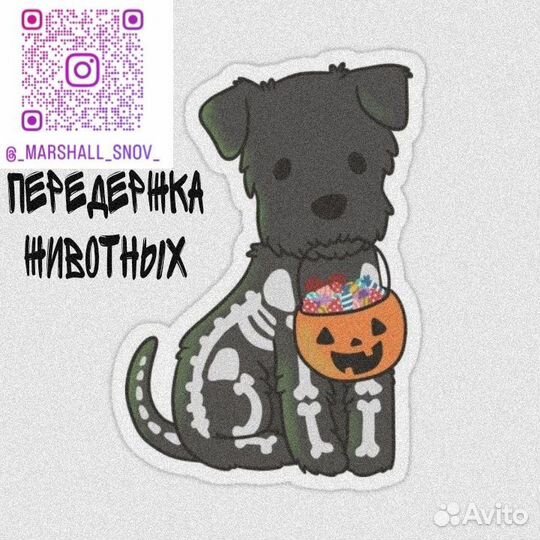 Передержка любых домашних животных