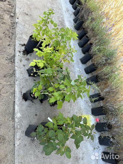 Малина оптом и в розницу