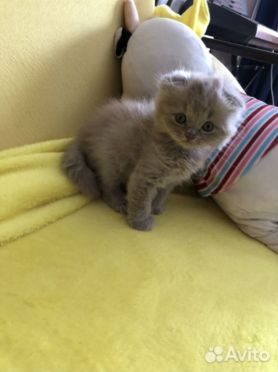 Шотландский вислоухий котенок