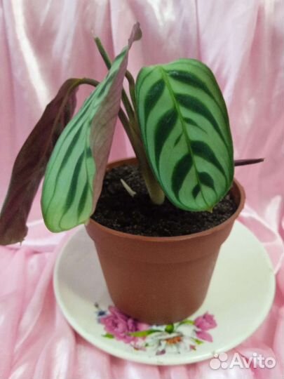 Ктенанта Бурле Маркси