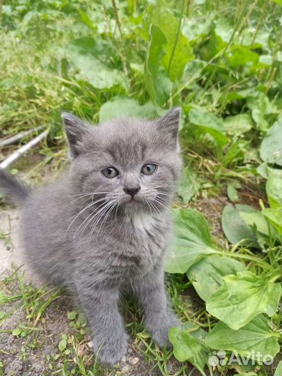 Кошка в дар бесплатно