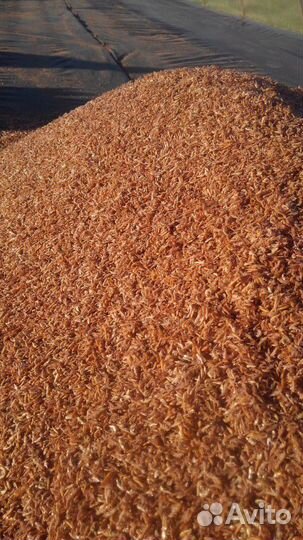 Гаммарус (мормыш) сухой в розницу и оптом