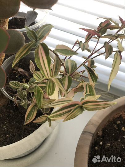 Гибазис варината