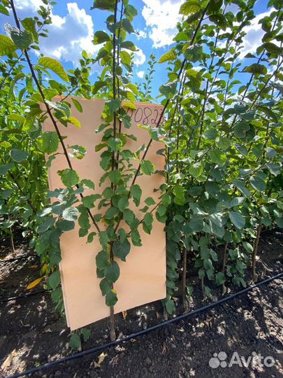 Саженцы сливы / алыча оптом Анжелина