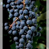 Виноград Чубук черенки Зинфандель