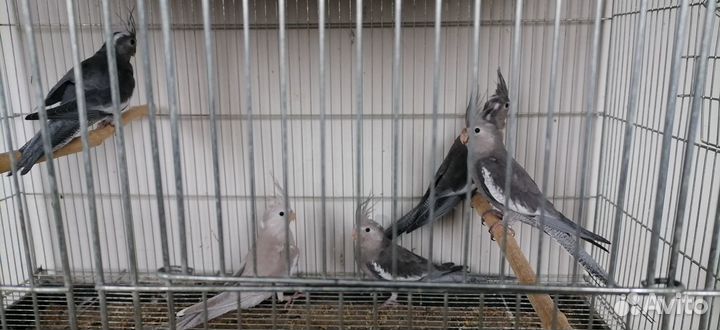 Корелла безщёкая