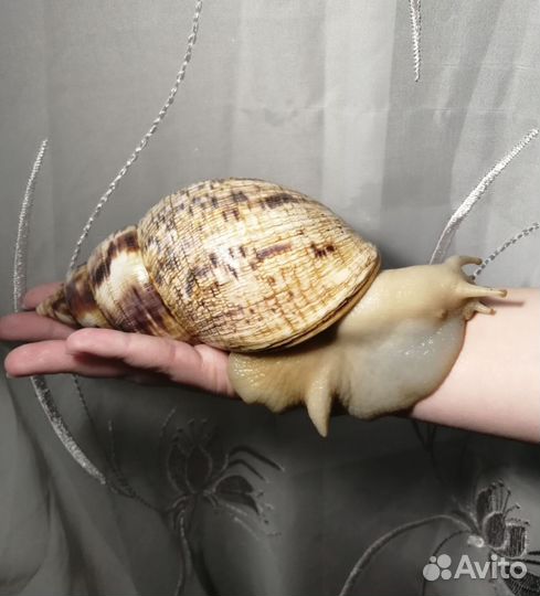 Улитки ахатины