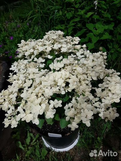 Гортенщия Полистар