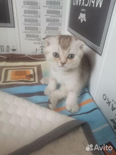 Шотландские вислоухие котята