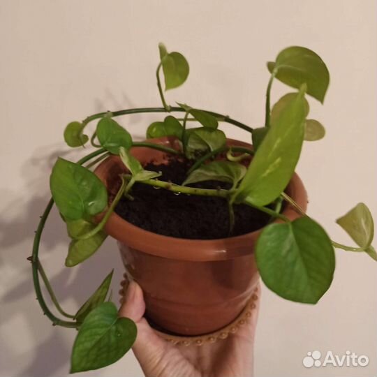 Эпипремнум