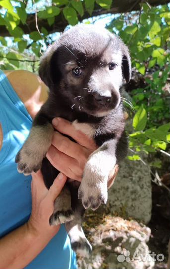 Метисы овчарки