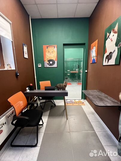 Зоогостиница для кошек, передержка кошек