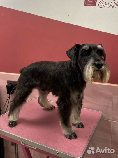 Стрижка и тримминг собак и кошек с выездом/груминг