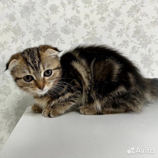 Шотландская кошка