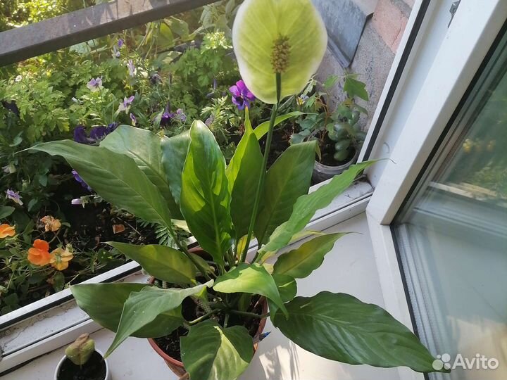 Спатифиллум