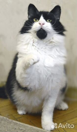 Атос - благородный кот вашей мечты