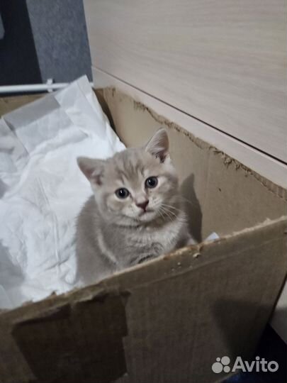 Шотландский котёнок