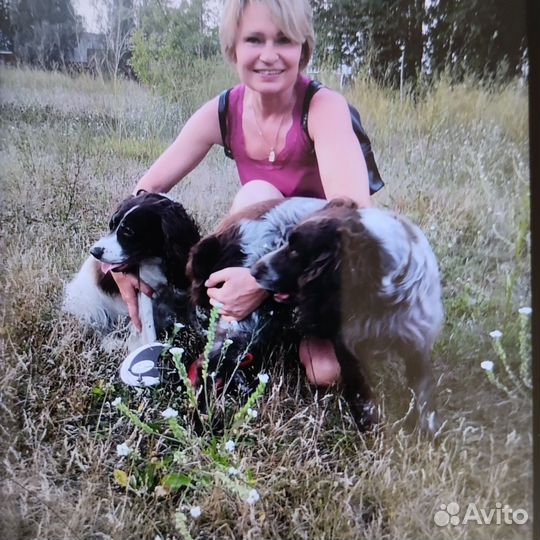 Догситтер. Домашняя передержка собак