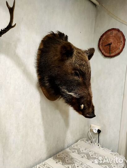 Чучело головы кабана