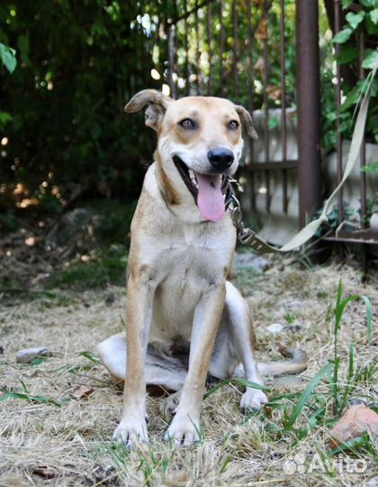 Собака девочка молодая очень ласковая