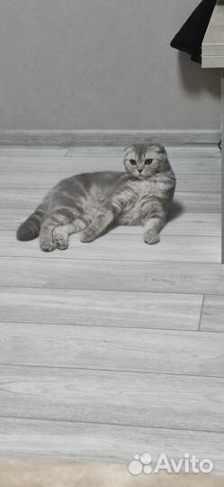 Шотландская кошка