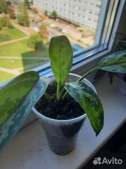 Аглаонема Green Lagy или Treiba