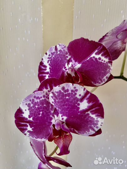 Орхидея фаленопсис
