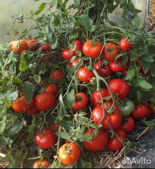 Рассада томатов, монгольский карлик