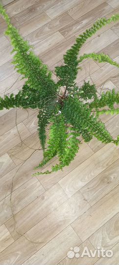 Нефролепис Dassada Green