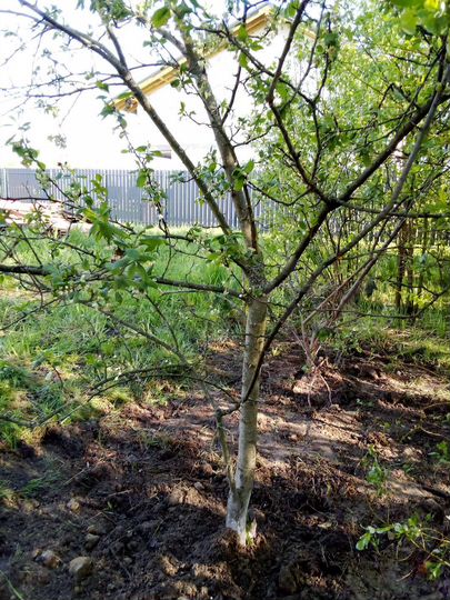 Участок 8,6 сот. (СНТ, ДНП)