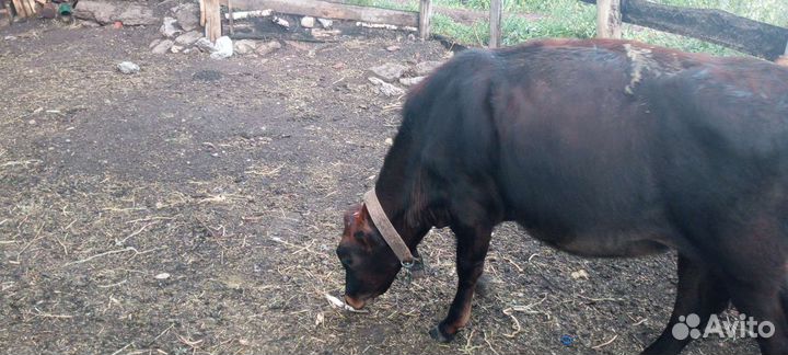 Телочка 5 месяцев