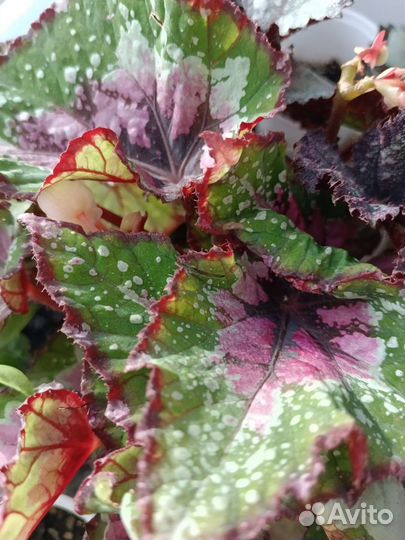 Бегония декоративно лиственная почтой