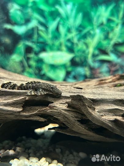 Сомики анциструсы