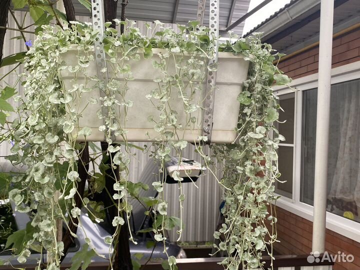 Дихондра серебристая