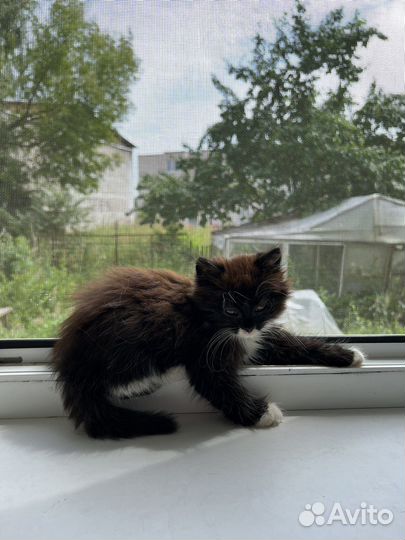 Кошка бесплатно