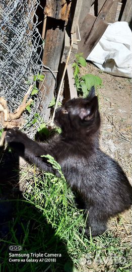 Шоколадная девочка